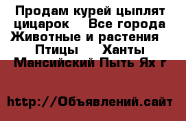 Продам курей цыплят,цицарок. - Все города Животные и растения » Птицы   . Ханты-Мансийский,Пыть-Ях г.